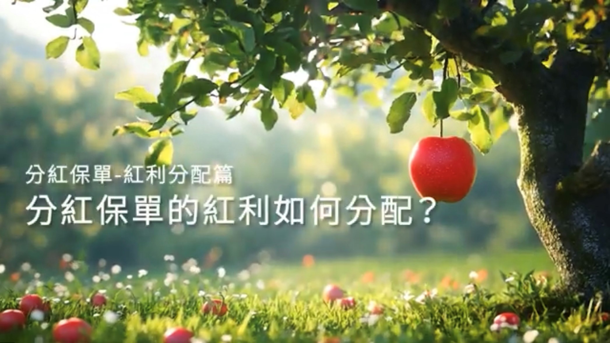 分紅保單-紅利分配篇-示意圖